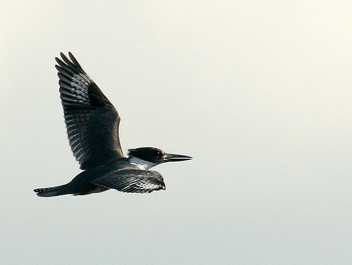 Belted Kingfisher 2-20110105