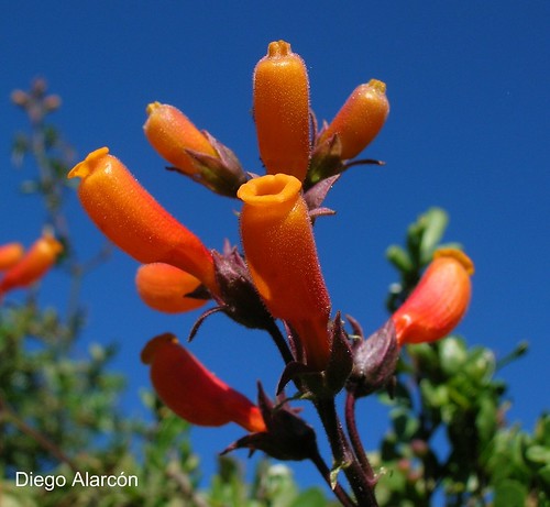 Detalle de las flores de <i>Eccremocarpus scaber</i> en la Reserva Nacional Río Cipreses, Región de O'Higgins.
