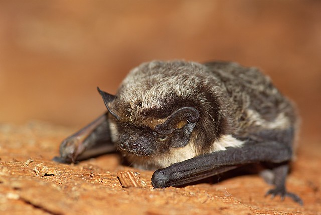Vespertilio murinus, ve?ernica pestrá, Parti-coloured bat