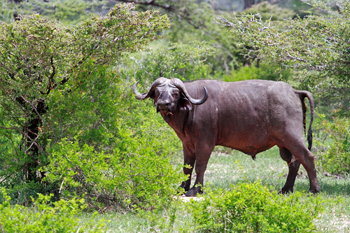 Bøffel i Selous