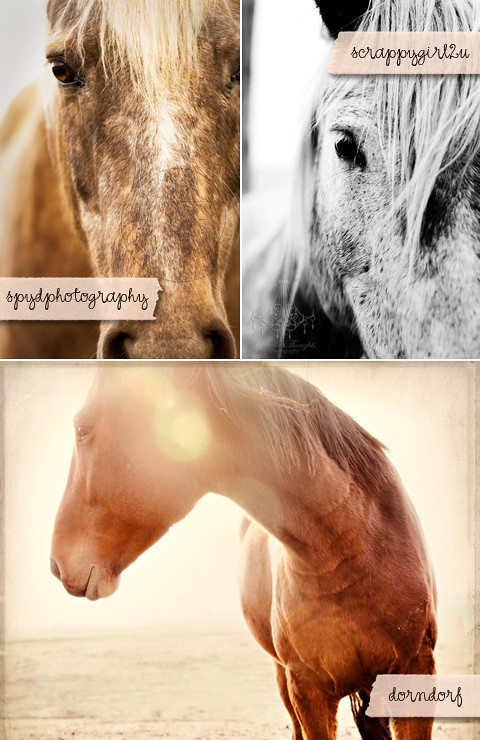 Horse Equine Art Photography