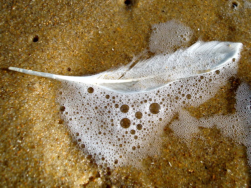 White Feather on the Beach