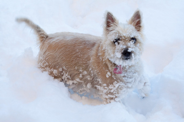 011210_ Pippin in the snow #3