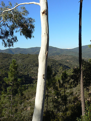pins et eucalyptus.jpg