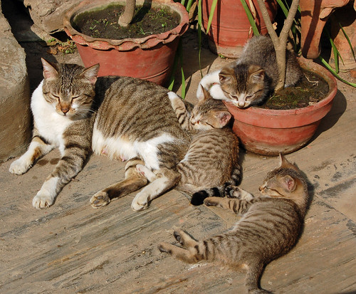 5mother and kittens3.jpg