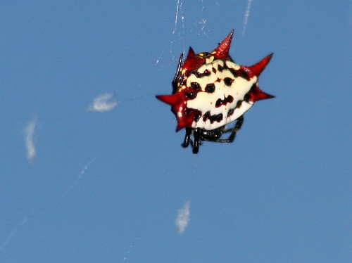 Spiny Orb Weaver Spider - Gasteracantha cancriformis 20101212