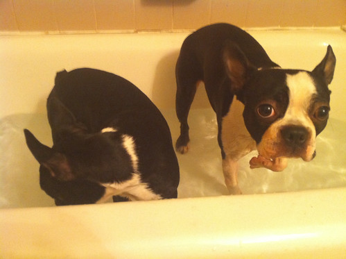 two bostons in the tub