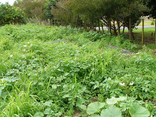 20110102l The veggie garden