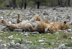 Lion & Lioness Relaxing 2