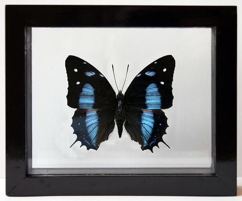Framed Blue Butterfly Baeotus with White tiger stripes in Black frame