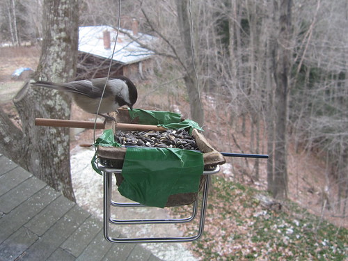 the birds love my janky home made feeder