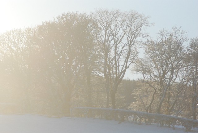 sun behind snow trees