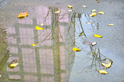 Puddle ~ Leaves and Building