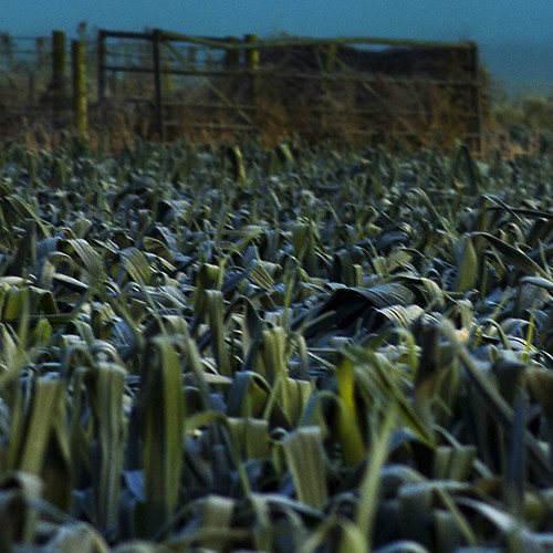 Depth of (corn) Field