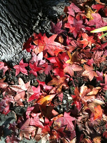 Autumnal Carpet