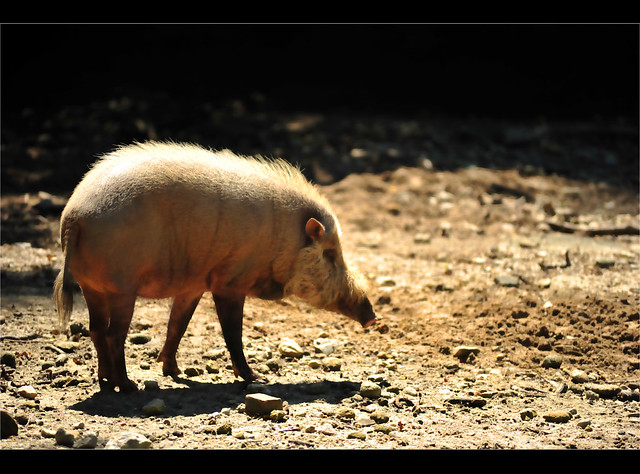 Zoo Taiping - Bearded Pig