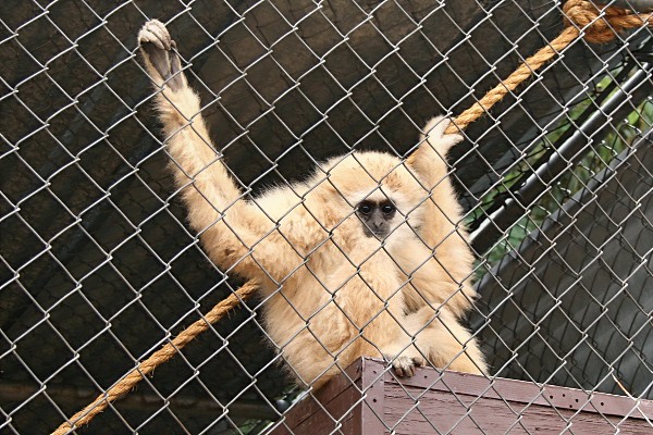 Gibbon at the Wildlife World Zoo