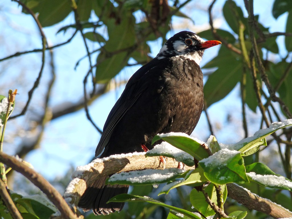 23764 - Leucistic Blackbird, Singleton Park