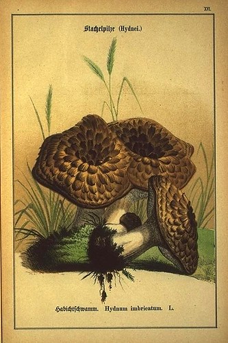 007-Allgemein verbreitete eßbare und schädliche Pilze 1876- Wilhelm von Ahles 