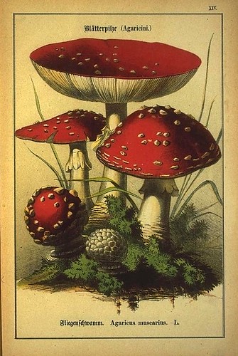 008-Allgemein verbreitete eßbare und schädliche Pilze 1876- Wilhelm von Ahles 