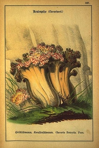 018-Allgemein verbreitete eßbare und schädliche Pilze 1876- Wilhelm von Ahles 