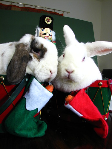 bunnies hate christmas card photos