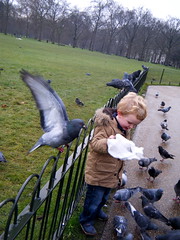feeding the pigeons in Green Park