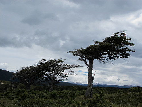 Windswept Trees - Tierra del Fuego, Argentina