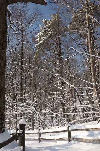 The Forest in Snow