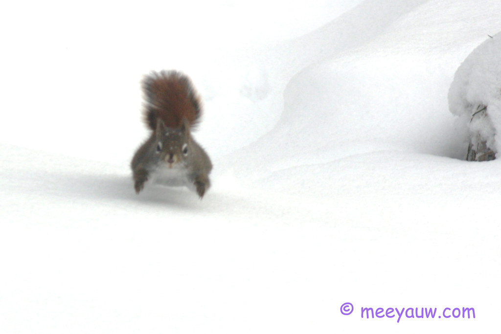 red squirrel   09.jpg
