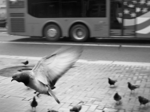 Spontaneous Flight of the Pigeon