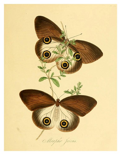 006-Morpho Jairus-Natural history of the insects of China…1842- Edward Donovan