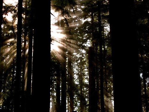 フリー写真素材|自然・風景|森林|日光・太陽光線|
