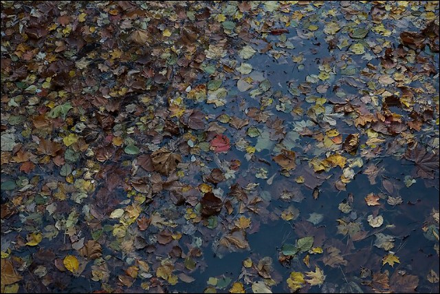 _MG_4540_biltmore_pond_leaves_res_sig1