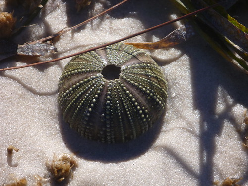 Sea Urchin shell washed up on marsh