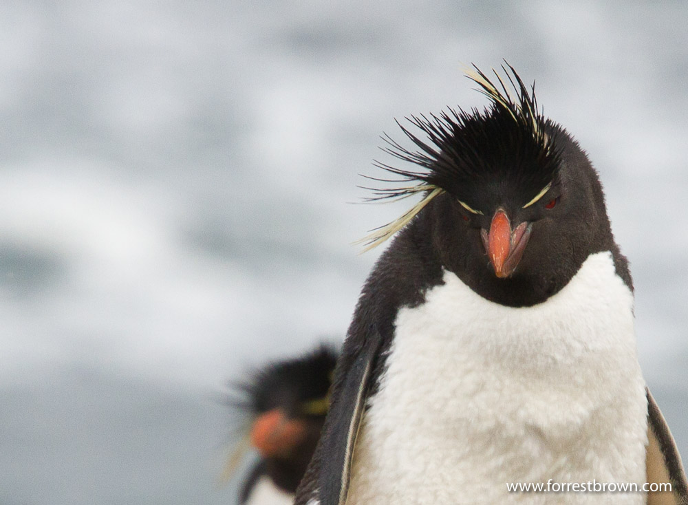 Bleaker Island, Falkland Islands, Bird, Rockhopper Penguins