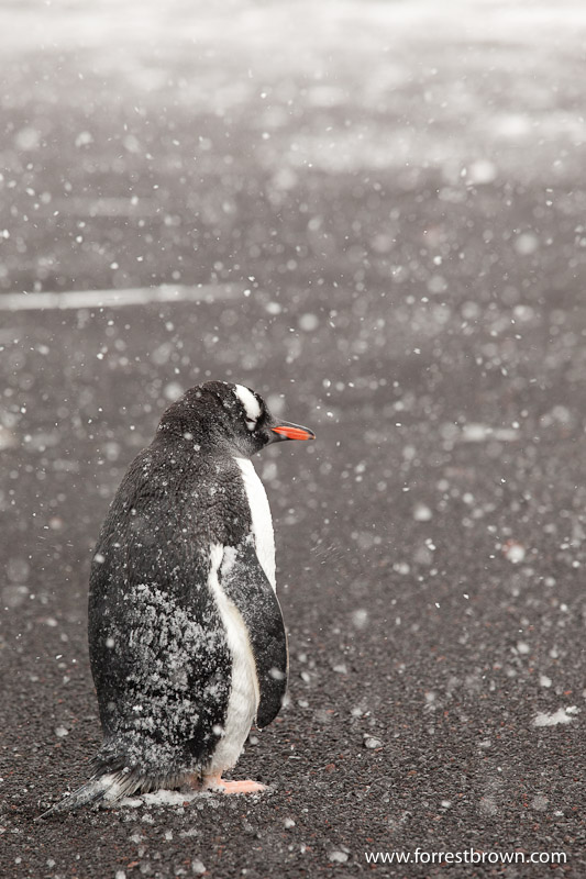 Gentoo Penguin, Deception Island, Antarctica