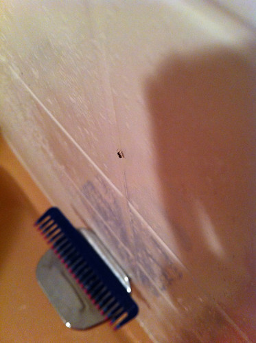 The bathroom ant