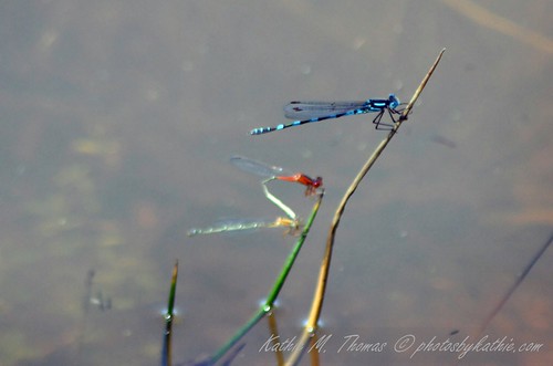 Colourful dragonflies