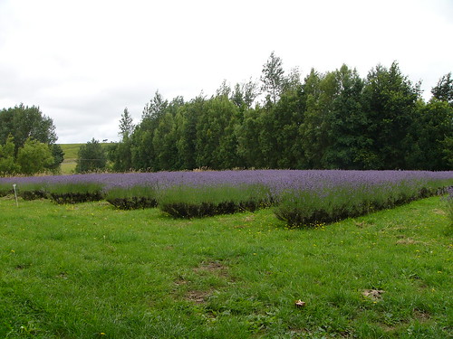 20110102m Lavender