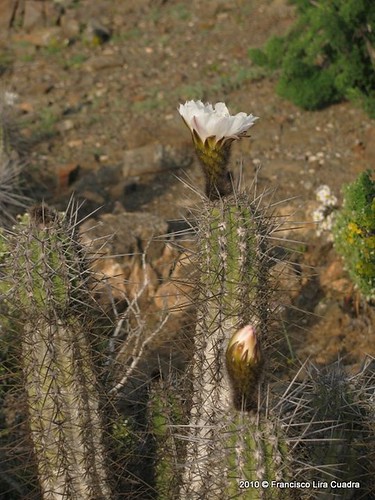 Hábito de Echinopsis deserticola