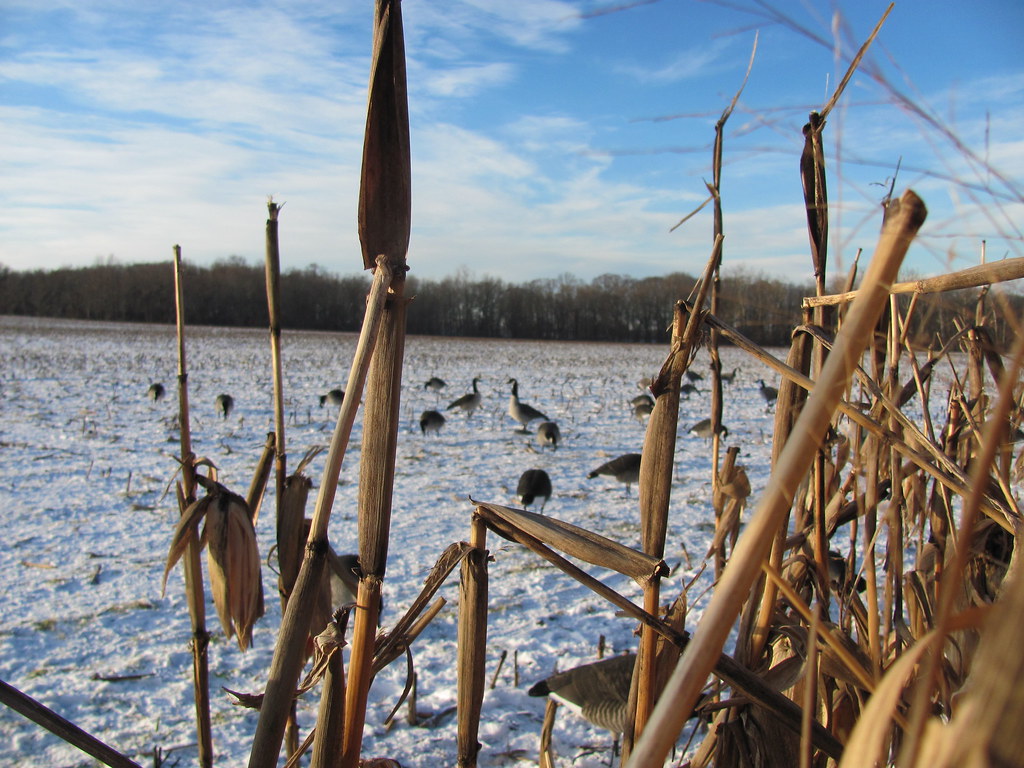 Canada Goose trillium parka replica cheap - River Mud: January 2011