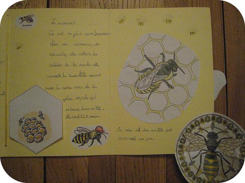 lapbook abeille 10