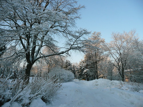 winter*11* ©  Olga