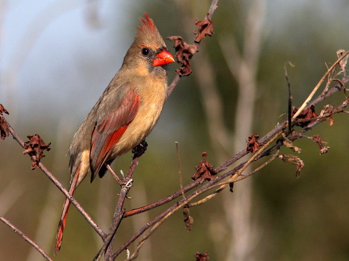 Northern Cardinal female 20110120