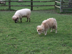 Tilgate Park - Sheep