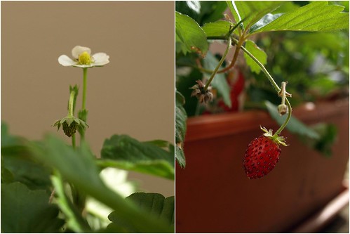 La vie d'une fraise