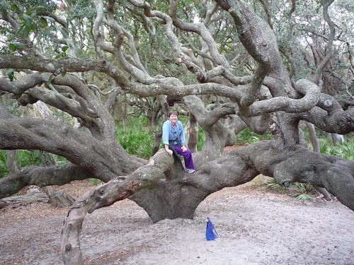Robin in a very old live oak tree