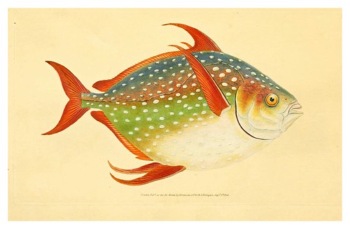 016-The natural history of British fishes 1802-Edward Donovan