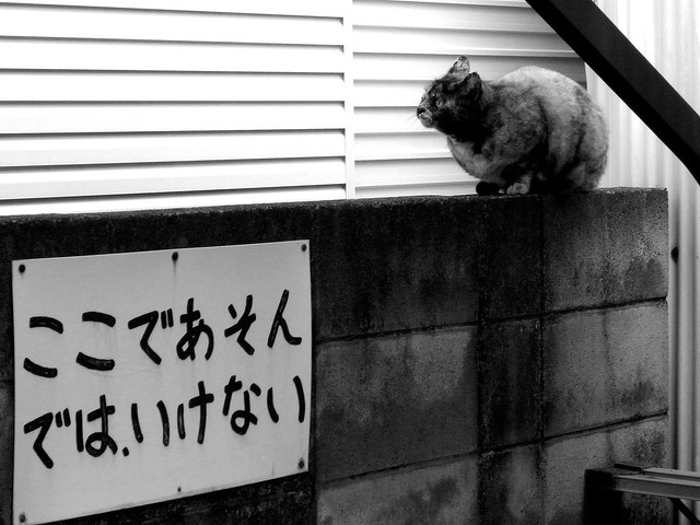Today's Cat@2010-12-18